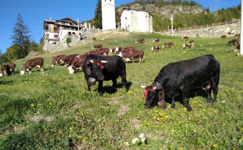 Vaches dans le prés de Saint-Nicolas, Vallée d'Aoste, Desarpa 2018, photo de B.Domaine