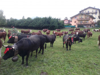 Vaches au pâturage à Fossaz Dessous, Desarpa de Saint-Nicolas, Vallée d'Aoste, 2020