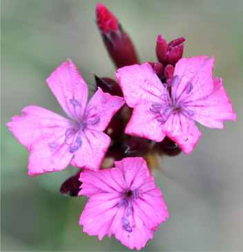 Dianthus carthusianorum (photo de Nicola Ghigo Rossi)